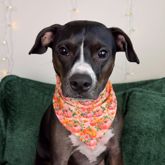Once Upon a Pumpkin Bandana
